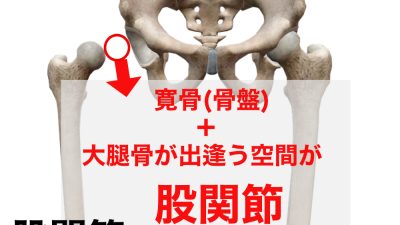 『股関節』という身体部位はない⁉️